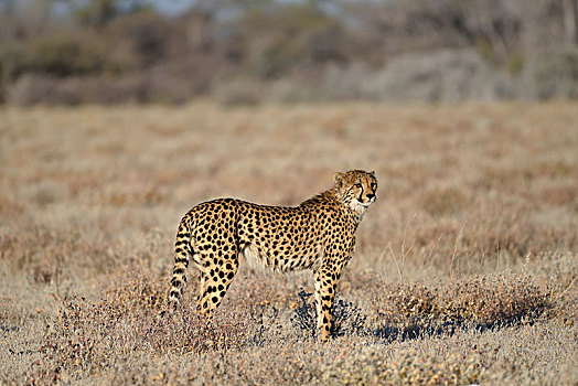 印度豹,猎豹,埃托沙国家公园,纳米比亚,非洲