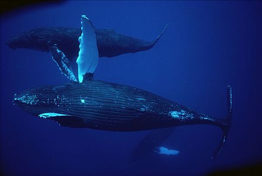 驼背鲸,大翅鲸属,鲸鱼,群,水下,夏威夷