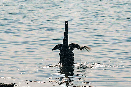 山东威海荣成天鹅湖里两只缠绵合欢的黑天鹅