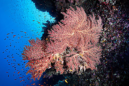 樱花,珊瑚,红色,珊瑚礁,红海,埃及,非洲