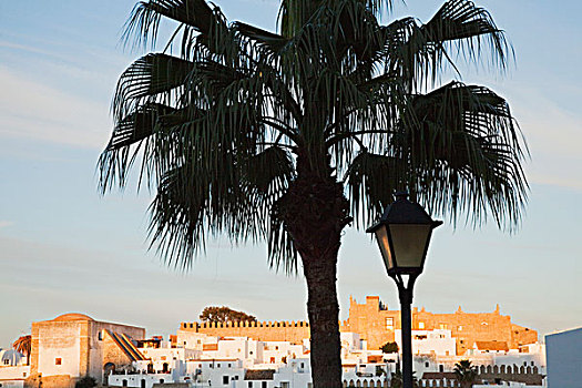 棕榈树,灯柱,老城,安达卢西亚,西班牙
