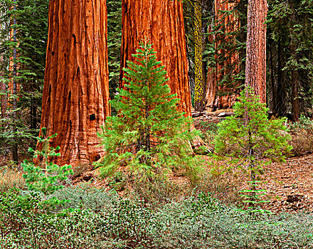 美国,加利福尼亚,优胜美地国家公园,巨杉,小树林,大幅,尺寸