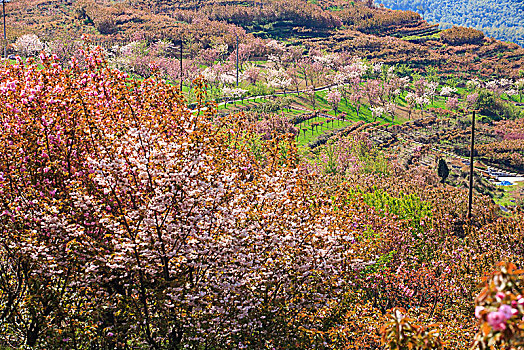 山野,樱花,烂漫