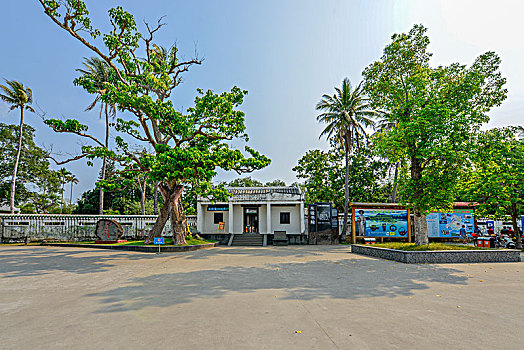 海南儋州东坡书院黄皮树
