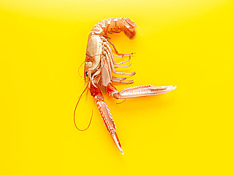 海螯虾,黄色,背景