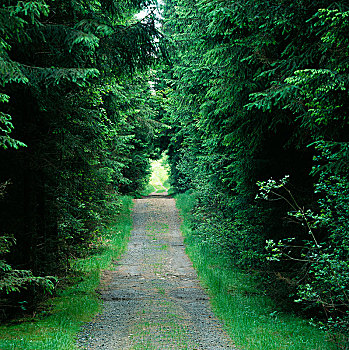 狭窄,小路,树林