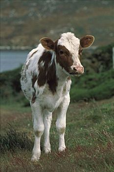 家牛,幼兽,赫里福德,北美