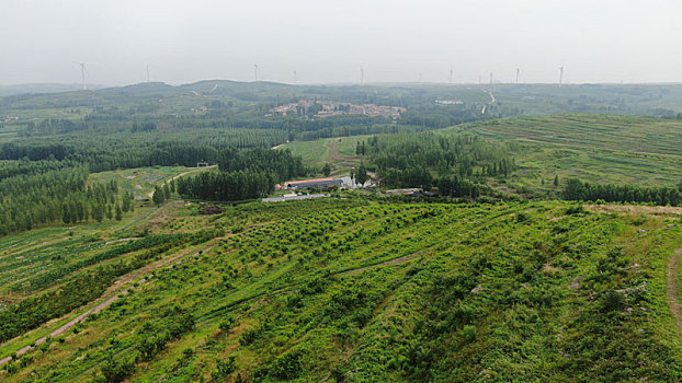 7旬老兵挖山10年,500亩荒山野岭变成花果山