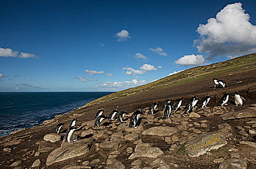 福克兰群岛,跳岩企鹅,企鹅,移动,上方,石头,画廊