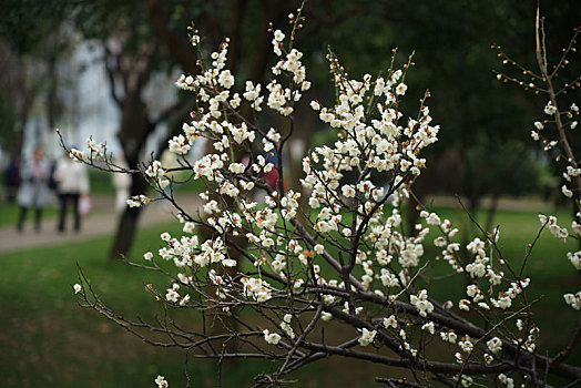 樱花