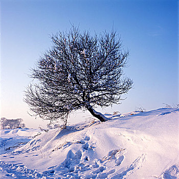 雾凇岛,冰雪,自然风光,吉林,龙潭区