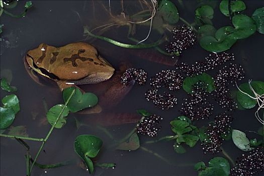树蛙,一对,产卵,哥斯达黎加