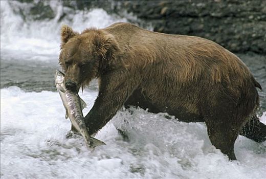 大灰熊,棕熊,三文鱼,捕获,阿拉斯加