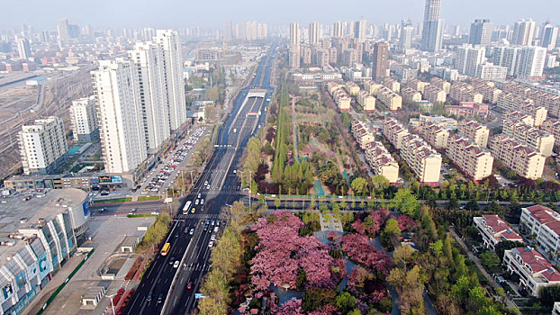 山东省日照市,浪漫樱花进入盛花期,粉色花海魅力无限成市民网红打卡地