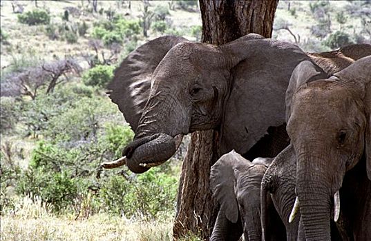 大象,非洲象