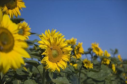 太阳,花,向日葵