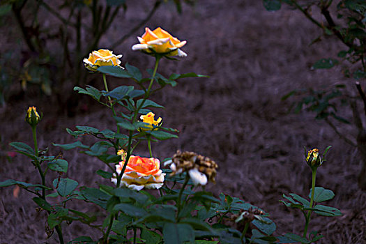 月季花,美丽月季,美艳月季花