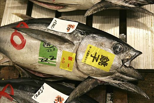 鱼肉,鱼市,筑地,东京,日本,亚洲
