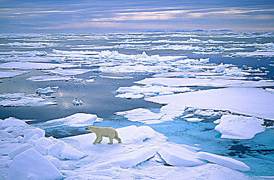 成年,北极熊,猎捕,浮冰,斯瓦尔巴特群岛,挪威