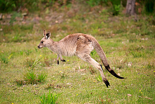 大灰袋鼠,灰袋鼠,小动物,跳跃,国家公园,新南威尔士,澳大利亚,大洋洲
