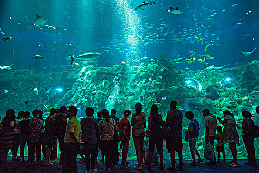 香港海洋公园海洋奇观生物馆中人们在观看海洋生物