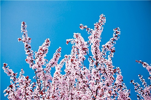 花,树枝,春天