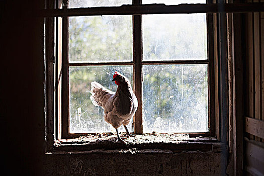 鸡,窗台