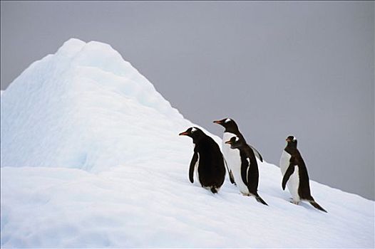 巴布亚企鹅,冰山,南极,夏天