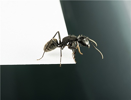 黑色,蚂蚁