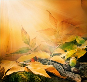 树林,背景,秋天,边界,设计,橡树,橡子