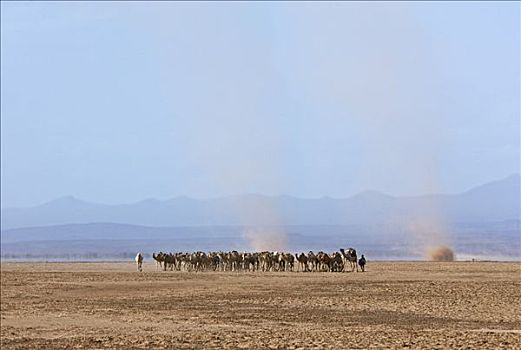 牧群,骆驼,无水,北方,肯尼亚