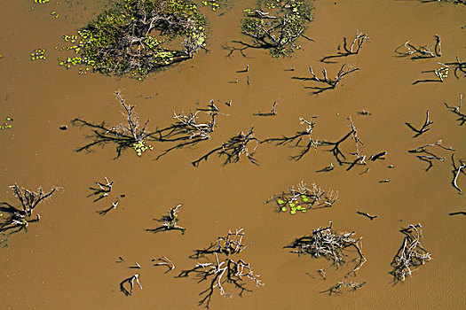 洪水,枯木,奥卡万戈三角洲,博茨瓦纳,非洲