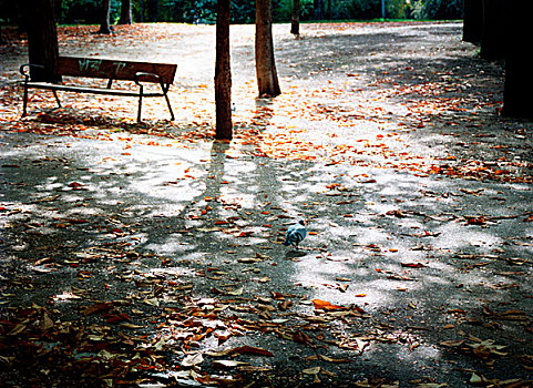 孤单,公园,空,长椅,秋天,叶子,背景,马德里,西班牙,2003年