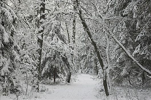 小路,积雪,木头