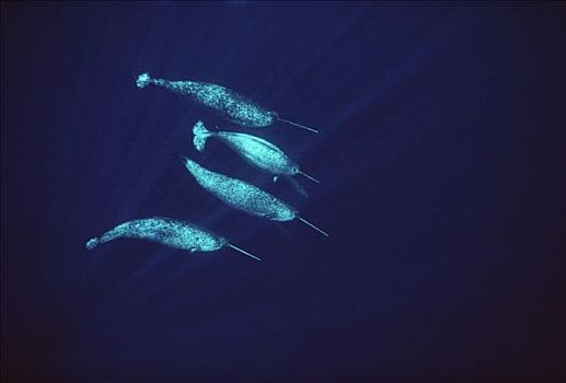 独角鲸,一角鲸,四个,水,兰开斯特海峡,早,六月,巴芬岛,加拿大