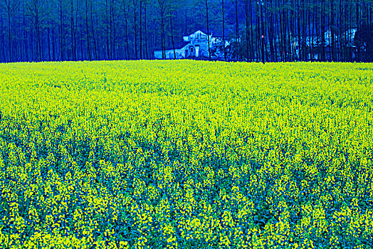 田园,油菜花,梦幻,烟雨,乡村