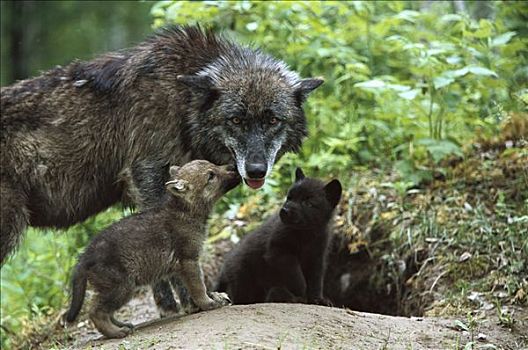 大灰狼,狼,母亲,两个,幼仔,请求,食物,巢穴,入口,北美