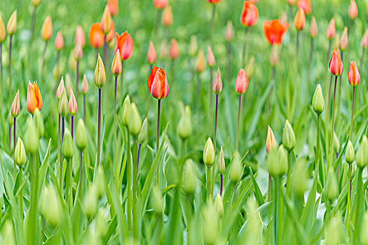 郁金香,芽,春天,库肯霍夫花园,荷兰南部,荷兰