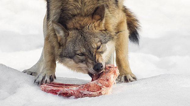 狼,吃,肉,看,摄影
