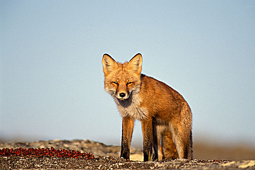红狐,狐属,中心,北方,斜坡,布鲁克斯山,北极,阿拉斯加