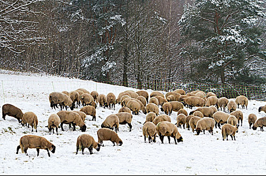 绵羊,羊群,雪地,普拉蒂纳特,树林,莱茵兰普法尔茨州,德国,欧洲