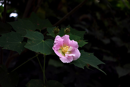 木芙蓉,木莲,芙蓉花