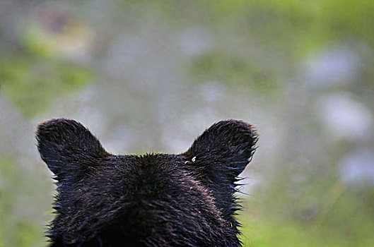 背影,大灰熊,棕熊,头部,阿拉斯加,美国