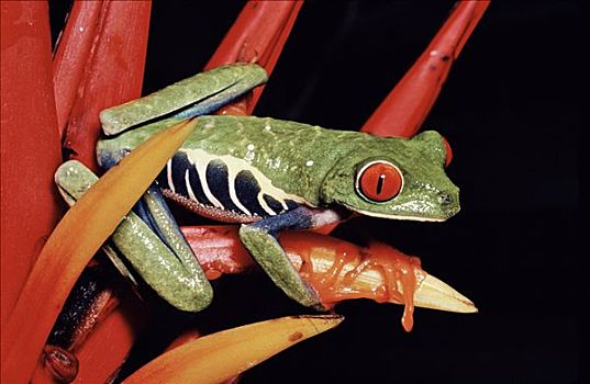 红眼树蛙,雨林,哥斯达黎加