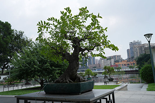 羊城广州国庆假日流花湖公园美丽景色