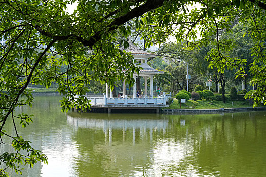 羊城广州天河公园夏天美景