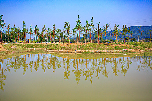 草地,道路,花木,绿色