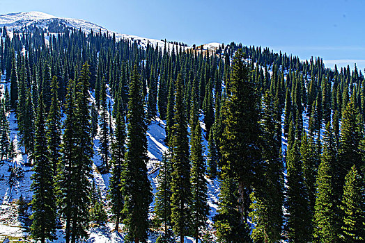 那拉提牧场的草原与雪山