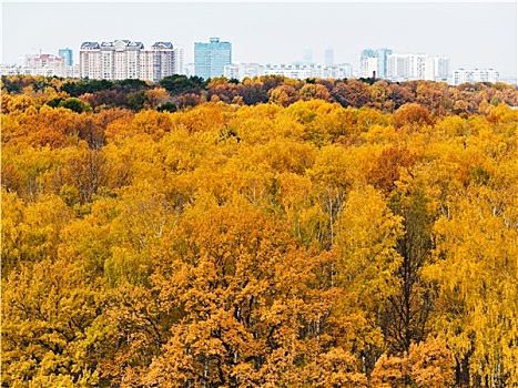 秋日树林,城市,建筑,地平线