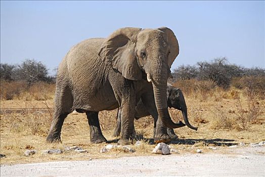 非洲,灌木,大象,幼兽,非洲象,埃托沙国家公园,纳米比亚